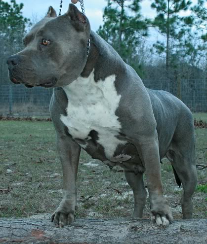 Ethical Pitbull Breeding: What Consumers Need to Know | Animal Rights ...